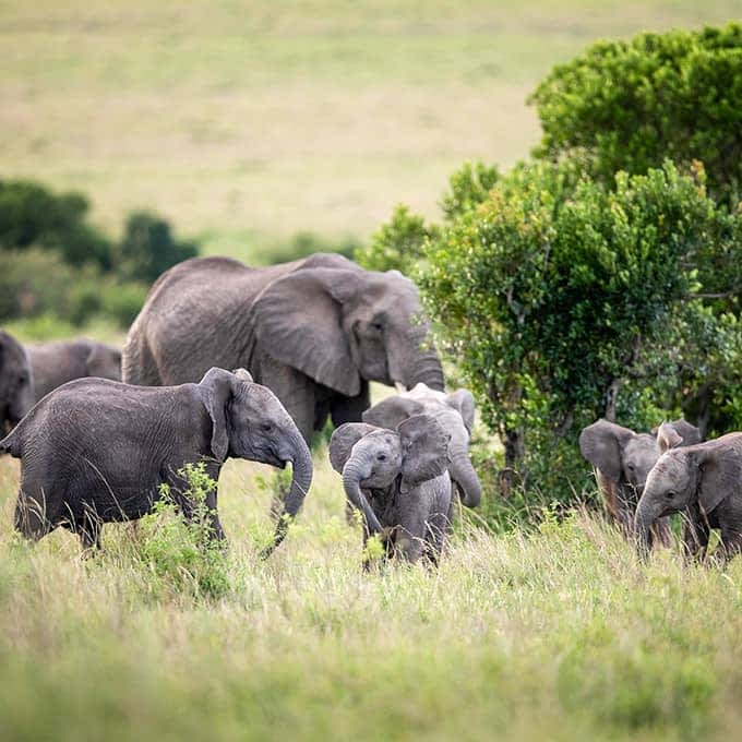 Elephant herd in Masai Mara