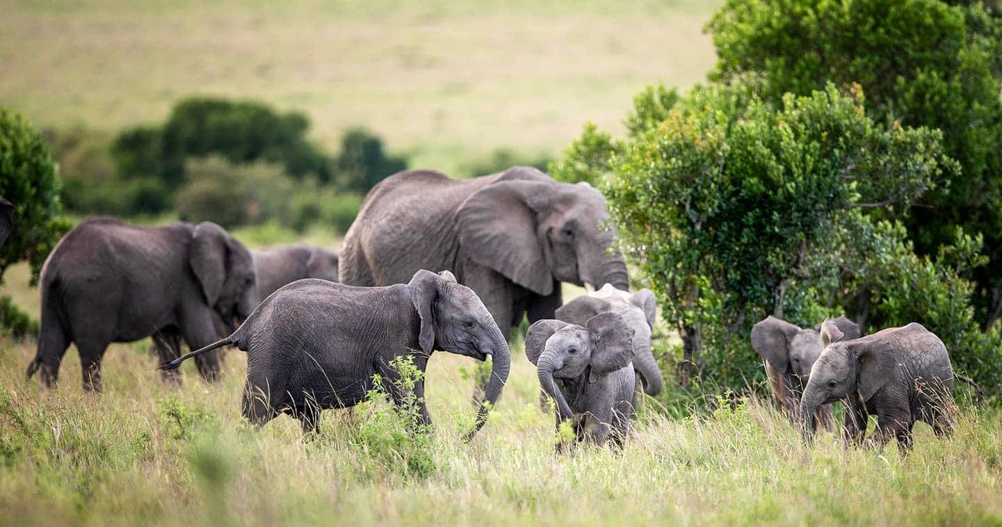 Wildlife in Masai Mara National Reserve & conservancies - Kenya