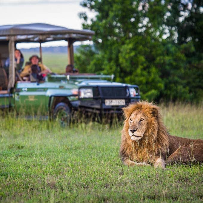 Lion sighting on game drive in Olare Motorogi