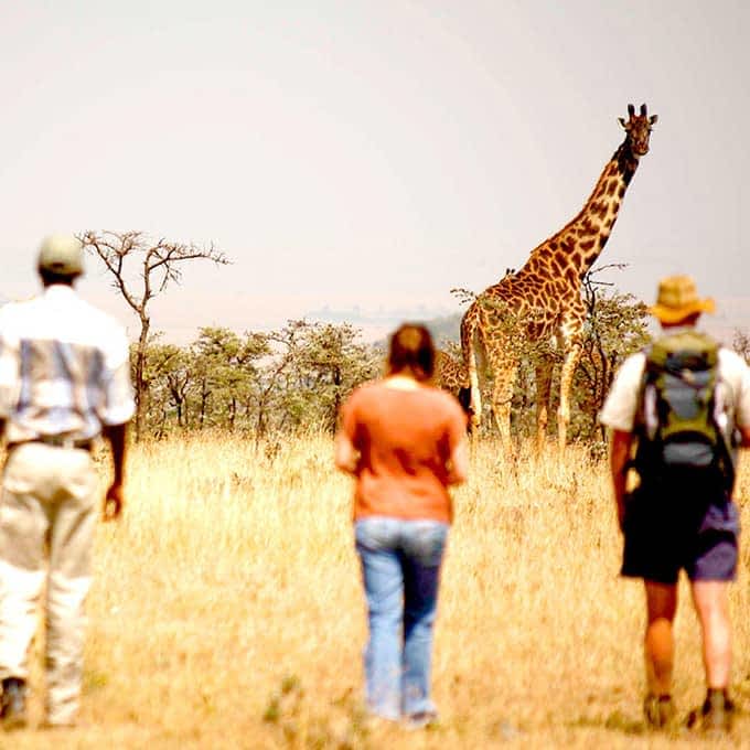 Enjoy a safari bush walk in Mara Naboisho Conservancy, Kenya