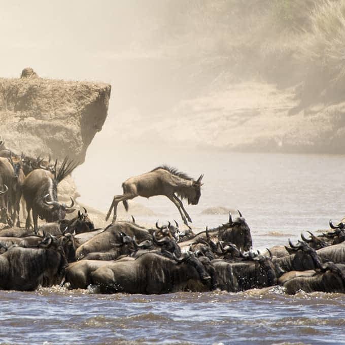 When to visit the Masai Mara: the Great Migration