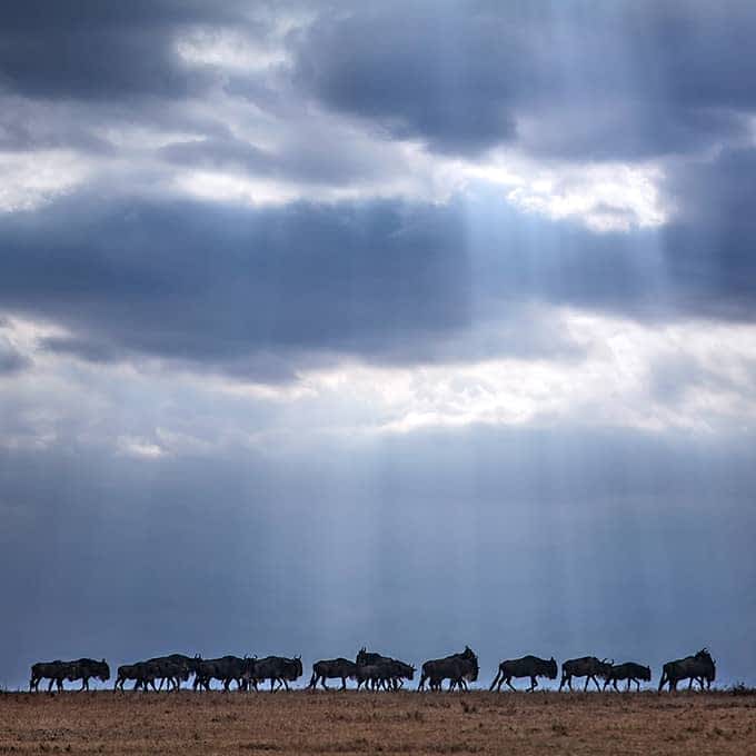 Wildebeest in rainy season, Masai Mara