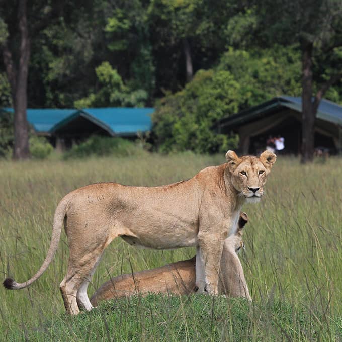 Wildlife on your doorstep at Governors Camp in the Masai Mara