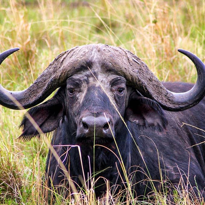 African buffalo (Syncerus caffer), Masai Mara National Reserve, Kenya