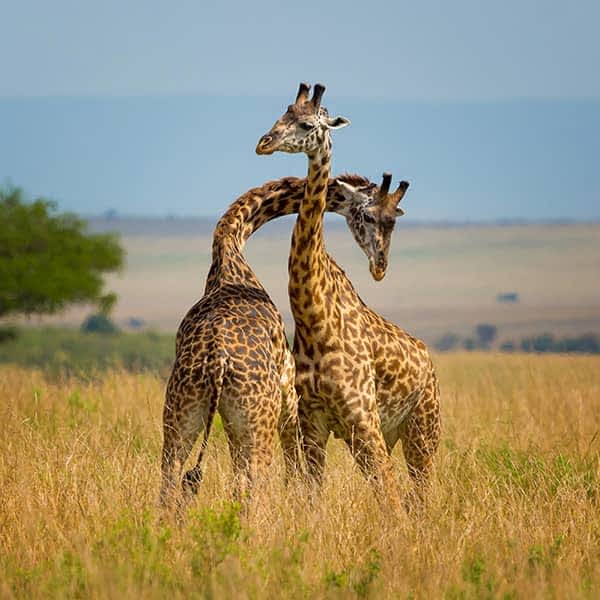 Wildlife in Masai Mara, Kenya