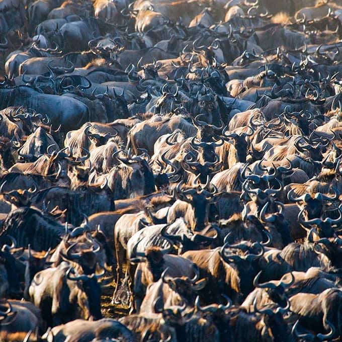 An unforgettable spectacle: the Great Migration in Kenya