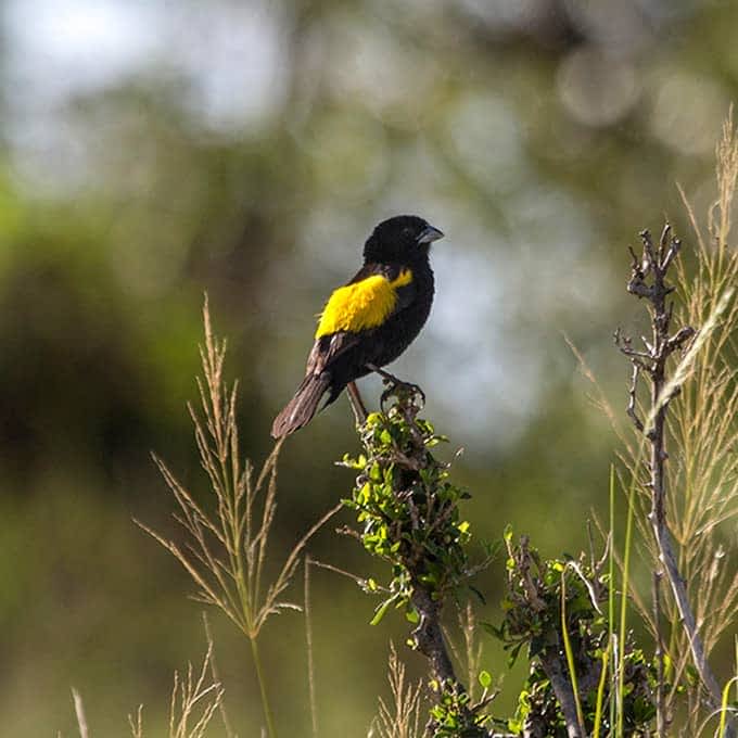 Yellow bishop, one of Masai Mara's iconic birds